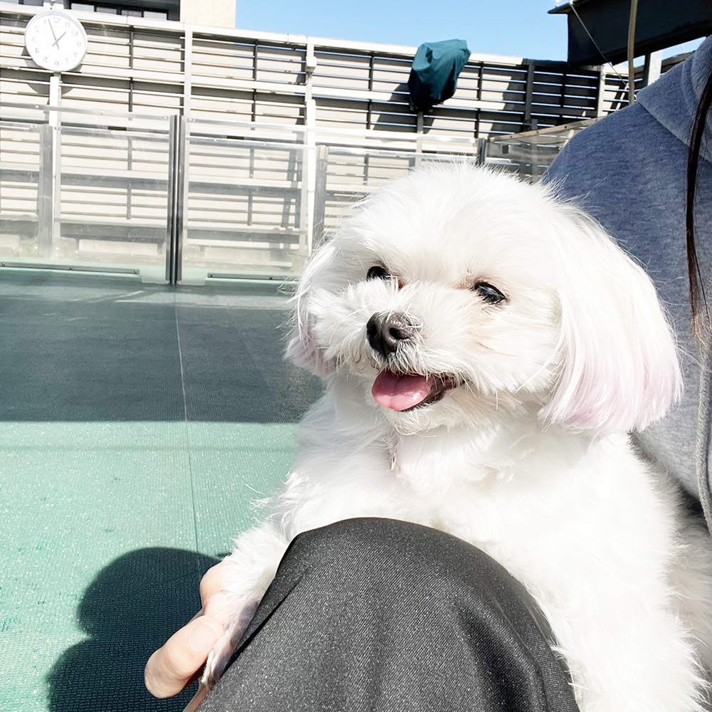 生徒が撮影したモデル犬の写真①